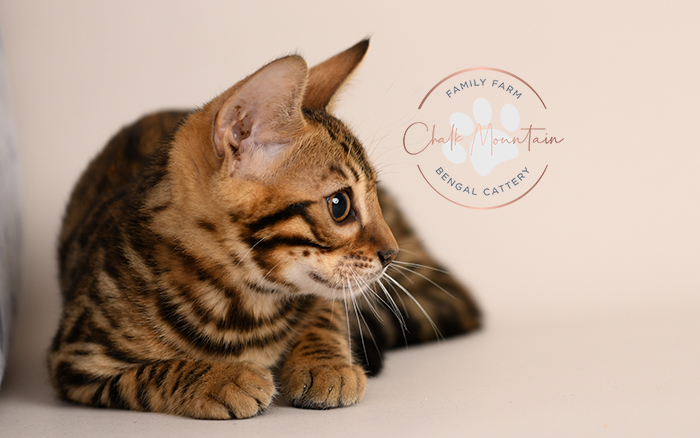 Bengal kitten for sale